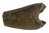 Partial, Juvenile Tyrannosaur Premaxillary Tooth - Montana #91388-1